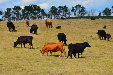 Beef cattle grazing in pasture.