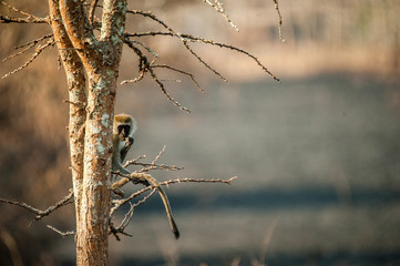 Lake Mburo Park, Uganda