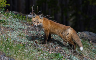 Adorable Red Fox on a Mountain Meadow