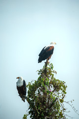 Fish Eagle, Uganda
