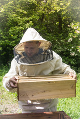 Beekeeper working with bees in beehive, showing the frame with  honeycombs