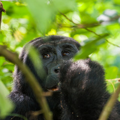 Bwindi Impenetrable Forest Mountain Gorillas, Uganda