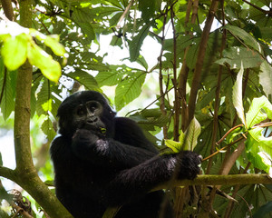 Bwindi Impenetrable Forest Mountain Gorillas, Uganda