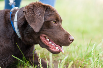 Seitliches Portrait eines jungen braunen labrador retriever hund welpen auf einer wiese mit lustigem Gesichtsausdruck