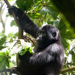 Bwindi Impenetrable Forest Mountain Gorillas, Uganda