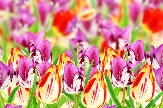 tulip flower in de focused background 