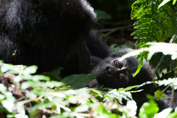 Baby Gorilla Bwindi Impenetrable Forest Mountain Gorillas, Uganda