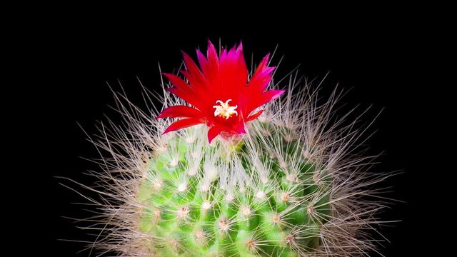 Time-Lapse of beautiful cactus or cacti flowers which are in their colorful blooming on black background. Timelapse opening red Parodia penicillata.