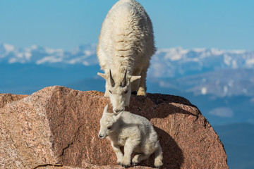 Mountain Goat Mother Encouraging Lamb on Top of Rocky Mountain