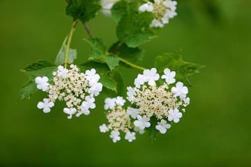 Gewöhnlicher oder Gemeiner Schneeball (Viburnum opulus)