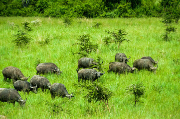 Water Buffalo, Uganda