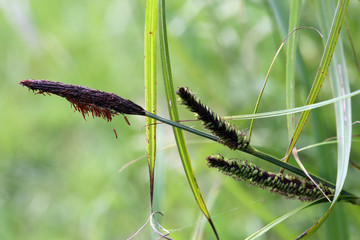 Segge (Carex spec.)