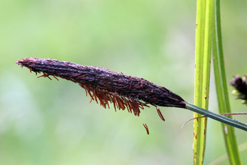 Segge (Carex spec.)