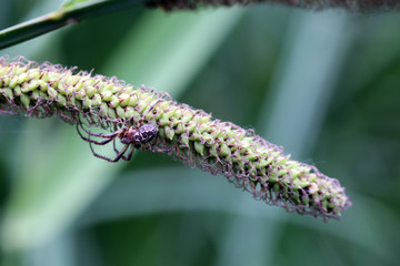 Segge (Carex spec.)