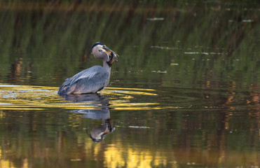 A Great Blue Heron Catches Dinner