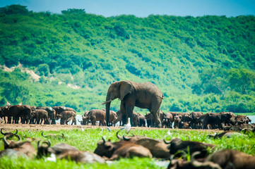 African Elephant, Uganda
