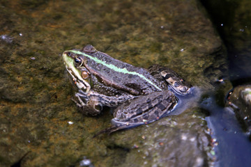 Teichfrosch (Pelophylax esculentus), Wasserfrosch