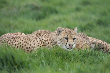 Cheetah