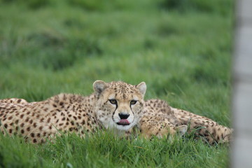 Cheetah