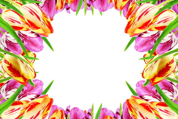 tulip flower in white background with text copy space