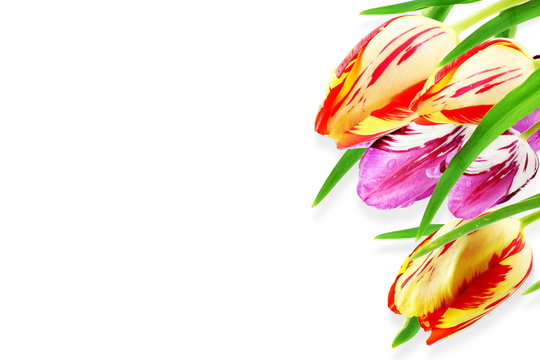 tulip flower in white background with text copy space