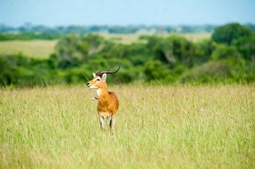 Antelope, Uganda