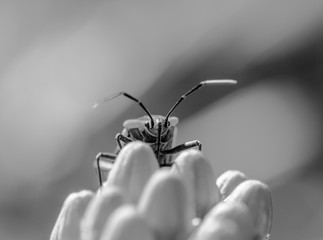 Smile for the Camera B&W