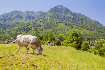 Fototapeta na wymiar Cow grazing in a meadow in the mountains of the alps, on a sunny day 