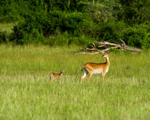 Antelope, Uganda