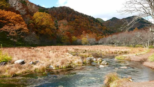 Marsh in autumn season