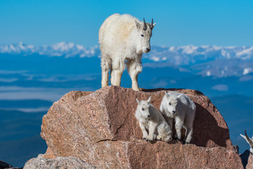 Mountain Goat and Lambs on Top of Rocky Mountain