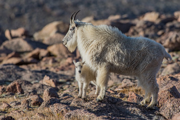 Mountain Goat and Lambs on Top of Rocky Mountain