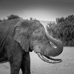 African elephant, Uganda