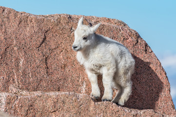 Mountain Goat Baby on the Mountain