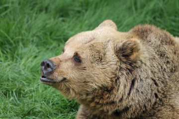 Fototapeta premium Bear Kiss