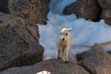 Mountain Goat Baby on the Mountain