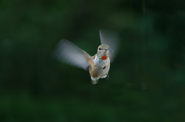 Hummingbird in Flight