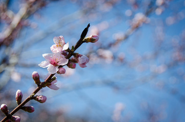 Cherry blossom blessing