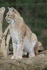 Lynx