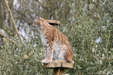 Lynx
