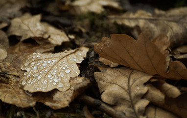Brown oak leaves on the ground with drops