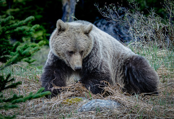 Alberta Canada Grizzly