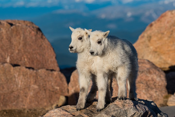 Obraz na płótnie Canvas Baby Mountain Goat Lambs Playing on Alpine Rocks