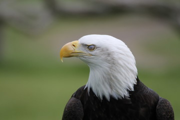 Eagle