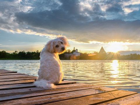 White dog on the banks of the Volkhov river meets the sunset. Staraya Ladoga. Leningrad oblast. Russia.