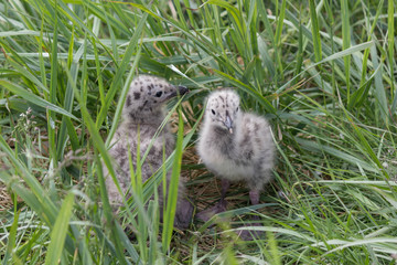 Остров Чаек