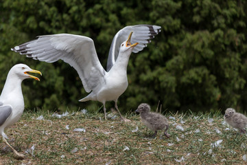 Остров Чаек