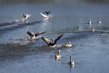 Flying Gooses