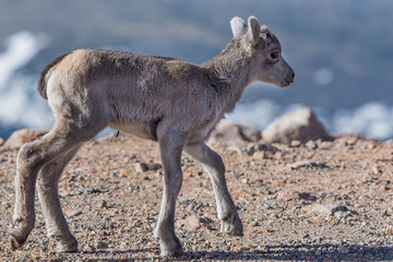 Bighorn Sheep Lamb