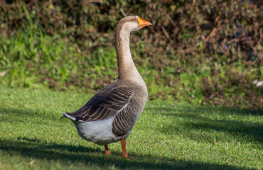Goose